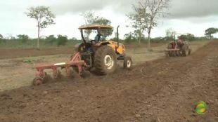 Agricultores plantaram feijão e milho, em Euclides da Cunha.